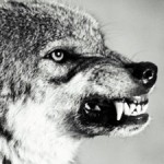 Phaune #4 - Appats de Loups