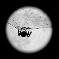 Nuit de la Phaune #3 - Spider Moon